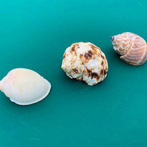 3 VTG Sea Shells Hermit Crab Beach Decor Crafts Aquarium
